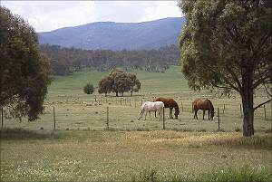 Horses in paddock, at home at SuttonNet